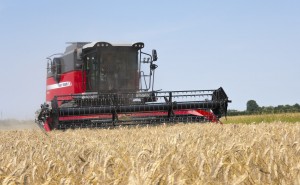 MF7344 ACTIVE Combine Working Wheat Italy Oct 2015 3 127376